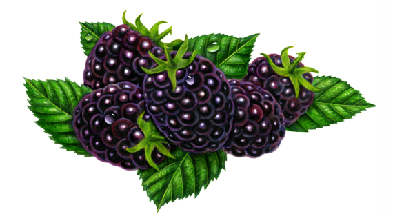 backyard berry plants